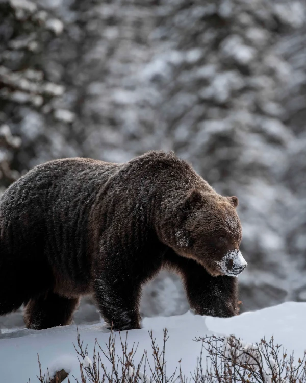 Viajes a Canadá de 12 días