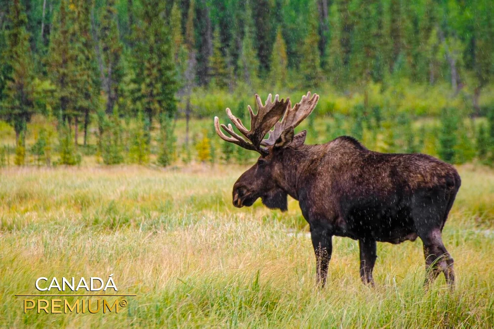 Viajar a Canadá con tours incluidos